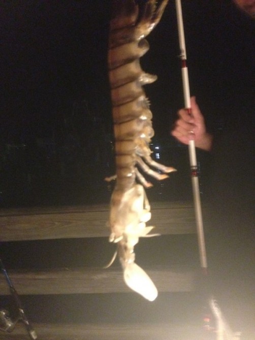 Giant Shrimp 2