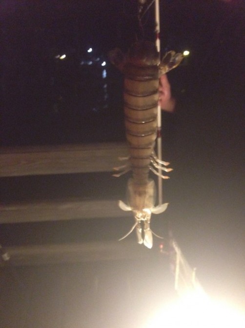 Giant Shrimp 3
