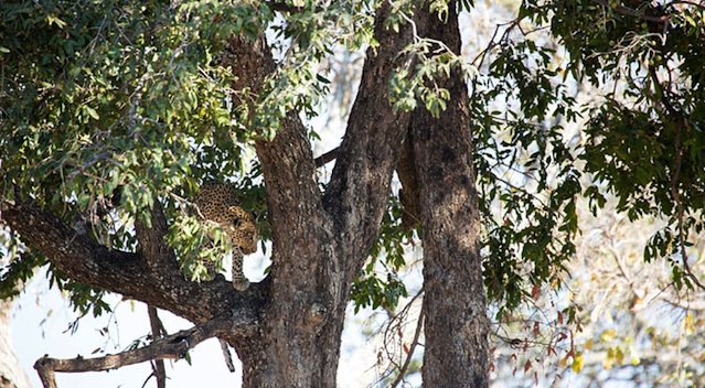 Leopard Jumps From Tree On Impala