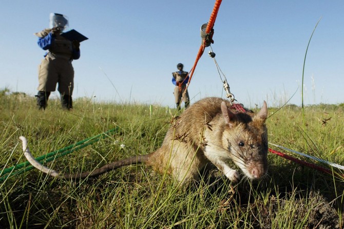 Mozambique - Hero Rats Sniff Out Mines - safety