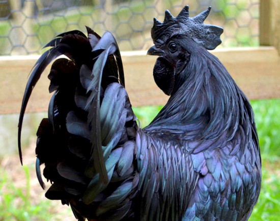 Rare Black Chicken 2