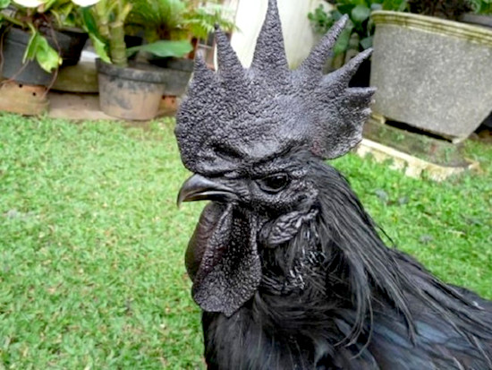 Rare Black Chicken 4