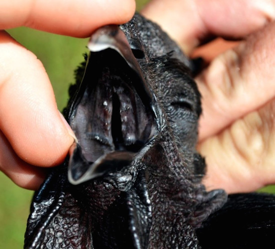 Rare Black Chicken 5