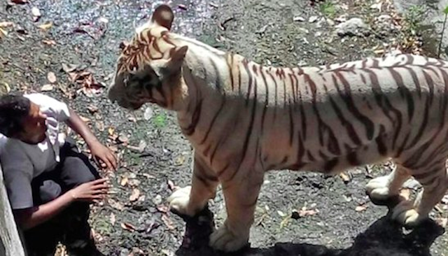 Tiger Mauls Drunk Man