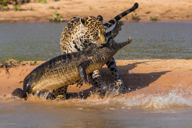 Wildlife Photographer Of The Year - 'Apex Predators' by Justin Black