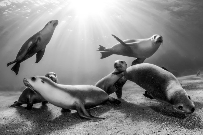Wildlife Photographer Of The Year - 'Australian Sea Lion Pups' by Michael Patrick O'Neill