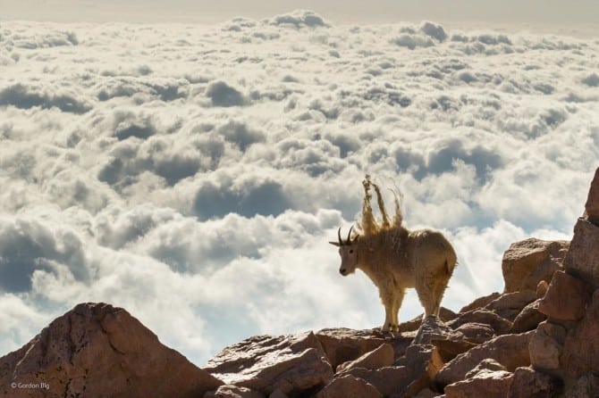 Wildlife Photographer Of The Year - 'Bad Hair Day' by Gordon Illg