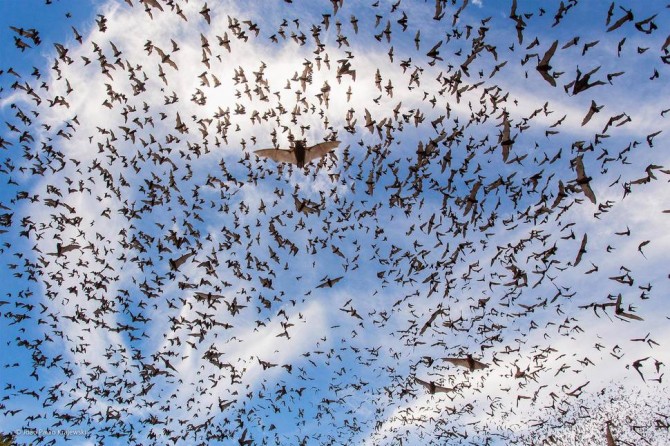 Wildlife Photographer Of The Year - 'Bat Festival' by JoÃ£o Paulo Krajewski