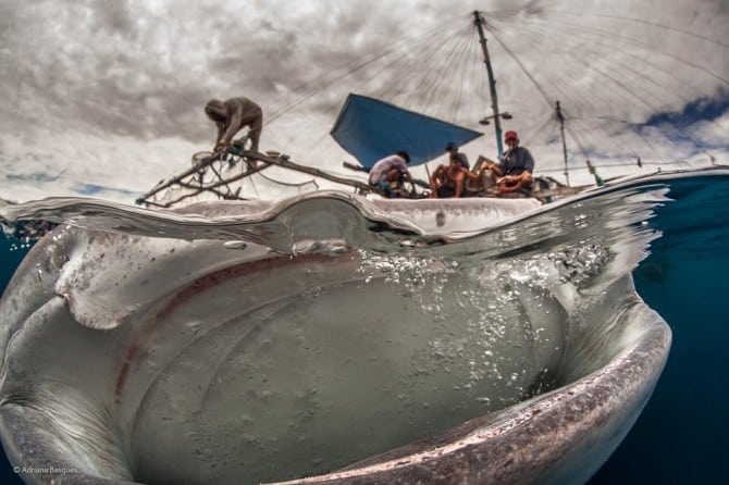 Wildlife Photographer Of The Year - 'Big Mouth' by Adriana Basques