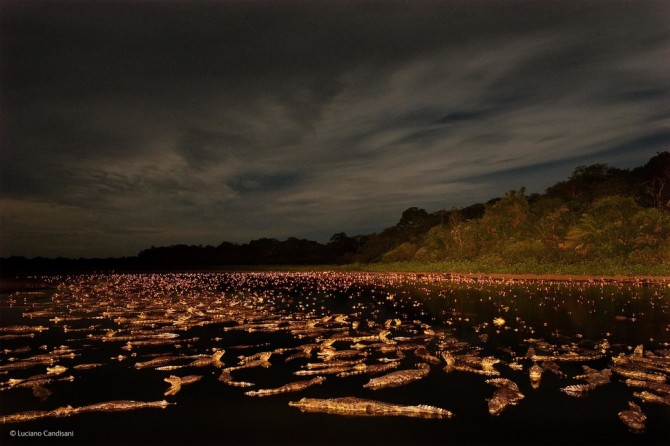 Wildlife Photographer Of The Year - 'Caiman Night' by Luciano Candisani