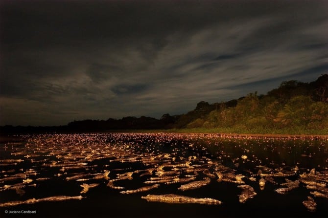 Wildlife Photographer Of The Year - 'Caiman Night' by Luciano Candisani