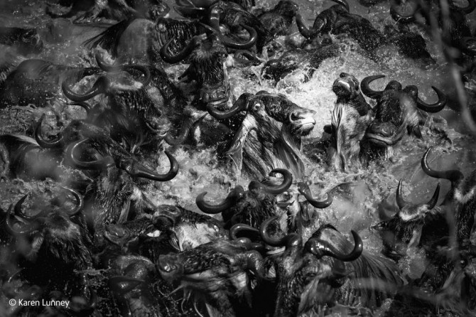 Wildlife Photographer Of The Year - 'Dantes Inferno' by Karen Lunney