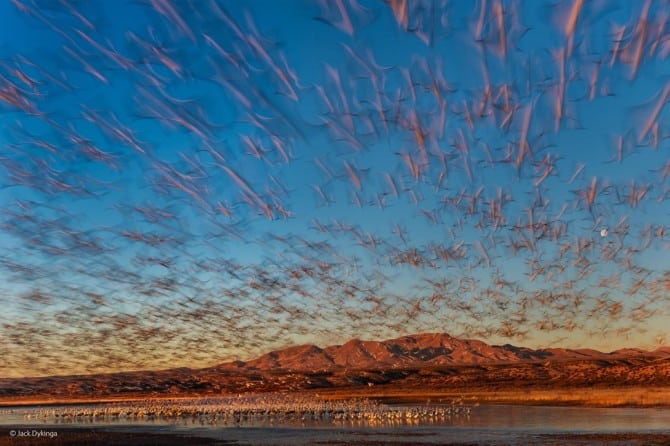 Wildlife Photographer Of The Year -  'Dawn Lift-Off' by Jack Dykinga