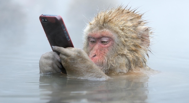 Wildlife Photographer Of The Year - 'Facebook Update' by Marsel van Oosten