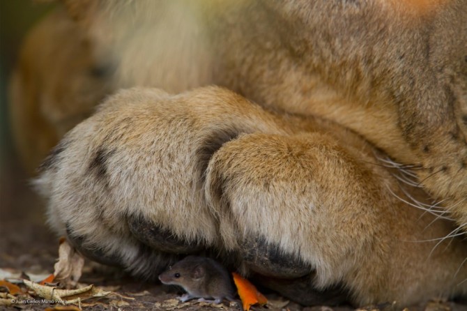 Wildlife Photographer Of The Year - 'Feel Safe' by Juan Carlos MimÃ³ Perez