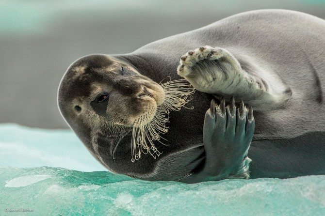 Wildlife Photographer Of The Year - 'Flirting Bearded Seal' by Audun Rikardsen