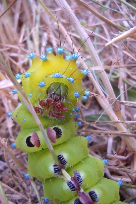 Wildlife Photographer Of The Year - 'Great Peacock Moth Caterpillar' by Leela Channer