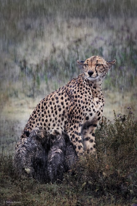 Wildlife Photographer Of The Year - 'Heavy Rain' by Pierluigi Rizzato