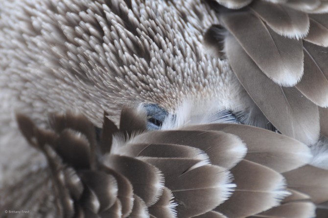 Wildlife Photographer Of The Year - 'Hide Away' by Brittany Fried