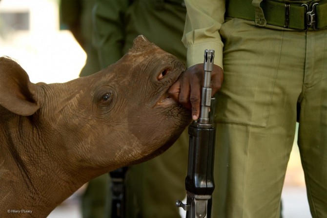 Wildlife Photographer Of The Year - 'Innocents Betrayed' by Hilary O'Leary