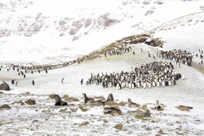 Wildlife Photographer Of The Year - 'King Penguins and Fur Seals' by Denise Ippolito