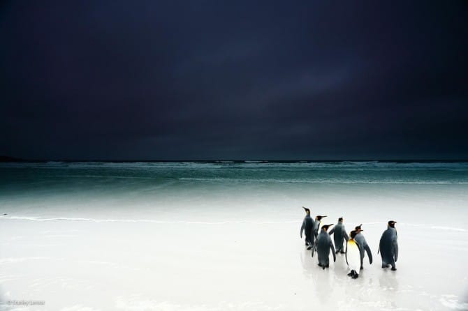 Wildlife Photographer Of The Year - 'Kings into the Dark' by Stanley Leroux