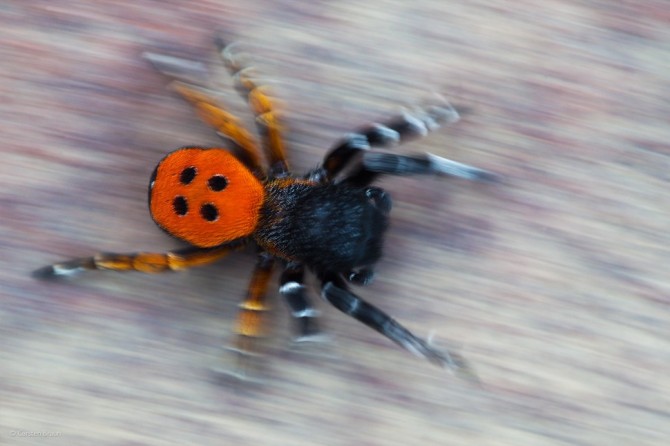 Wildlife Photographer Of The Year - 'Ladybird Spider' by Carsten Braun