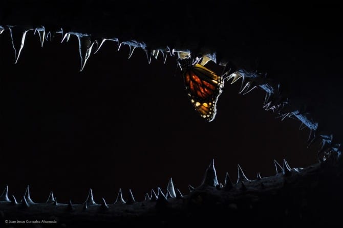 Wildlife Photographer Of The Year - 'Las Fauces de la Noche' by Juan Jesus Gonzalez Ahumada