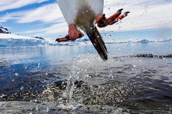 Wildlife Photographer Of The Year - 'Leaping Gentoo Penguin' by Paul Souders