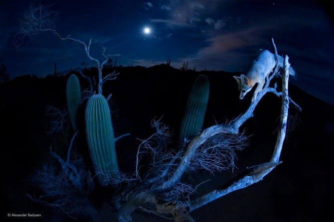 Wildlife Photographer Of The Year - 'Moonlight Climber' by Alexander Badyaev