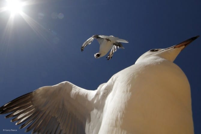 Wildlife Photographer Of The Year - 'Move!' by Gerry Pearce