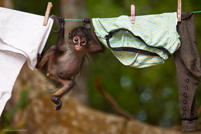 Wildlife Photographer Of The Year - 'Old Cloths' by Claudio Contreras Koob