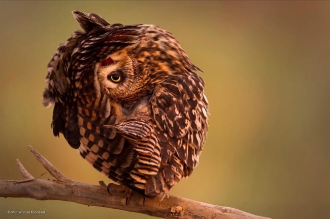 Wildlife Photographer Of The Year - 'One Eye On You' by Mohammad Khorshed