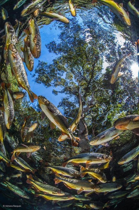 Wildlife Photographer Of The Year - 'Piraputangus' by Adriana Basques