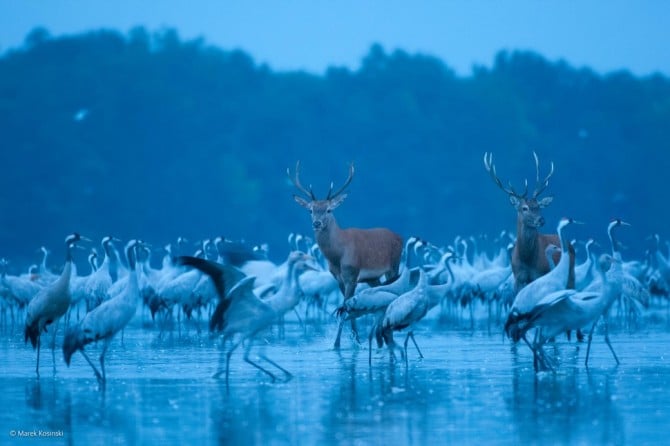 Wildlife Photographer Of The Year - 'Red Deer and Cranes' by Marek Kosinski