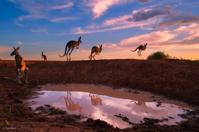 Wildlife Photographer Of The Year - 'Red Kangaroos at Waterhole' by Theo Allofs