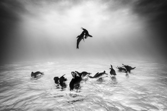 Wildlife Photographer Of The Year - 'Sea Lions Dreams' by Christian Vizl