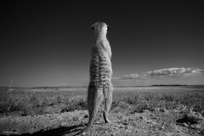 Wildlife Photographer Of The Year - 'Sentry Duty' by Neil Aldridge