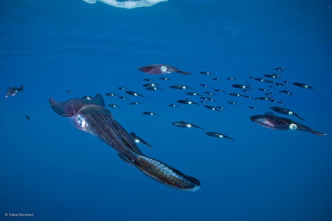 Wildlife Photographer Of The Year - 'Shoaling Reef Squid' by Tobias Bernhard
