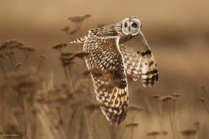 Wildlife Photographer Of The Year - 'Shoulder Check' by Henrik Nilsson