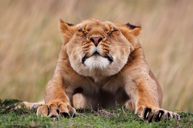 Wildlife Photographer Of The Year - 'Stretching' by Stephan Tuengler