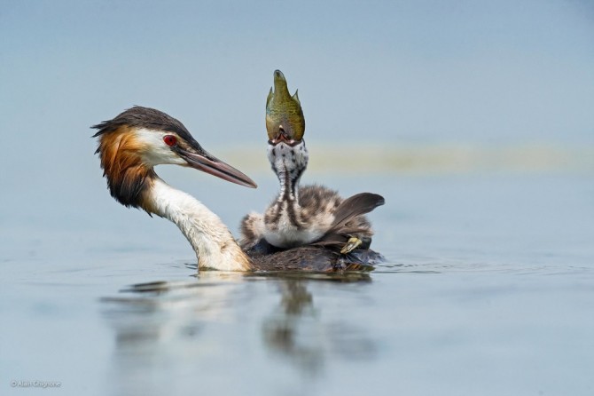 Wildlife Photographer Of The Year - 'Too Big But So Tasty' by Alain Ghignone