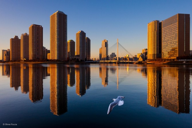 Wildlife Photographer Of The Year - 'View of Tokyo' by Olivier Puccia