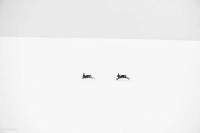 Wildlife Photographer Of The Year - 'Winter Hares' by David Tipling