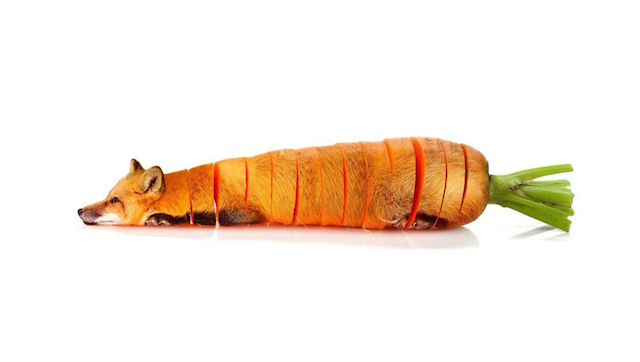 Animals Photoshopped As Vegetables Featured