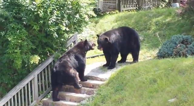 Bears Fight Back Yard