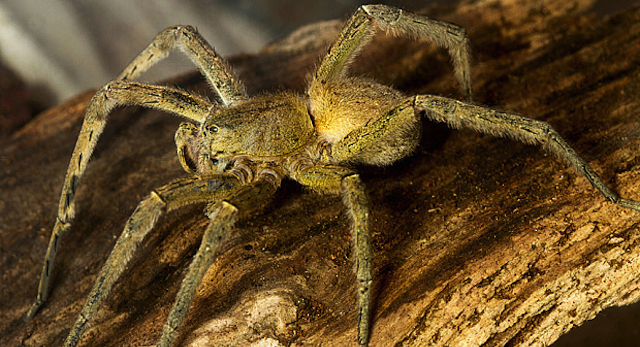 Brazilian Wandering Spider