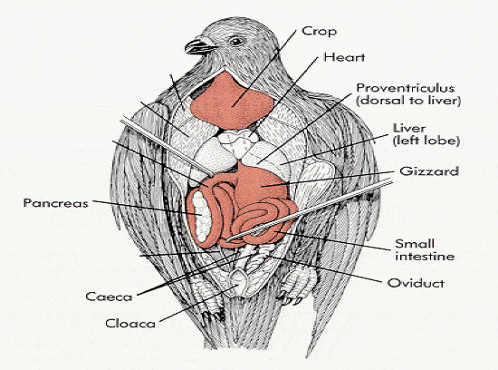 China Pigeon Anus Check - Anatomy