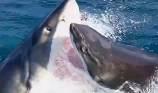 Great White Shark Vs Great White Shark