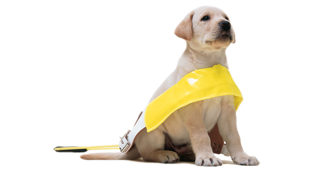 Guide Dog